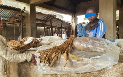 Rencontre avec Ukelo, enfant vendeur de tabac au marché central de Komanda