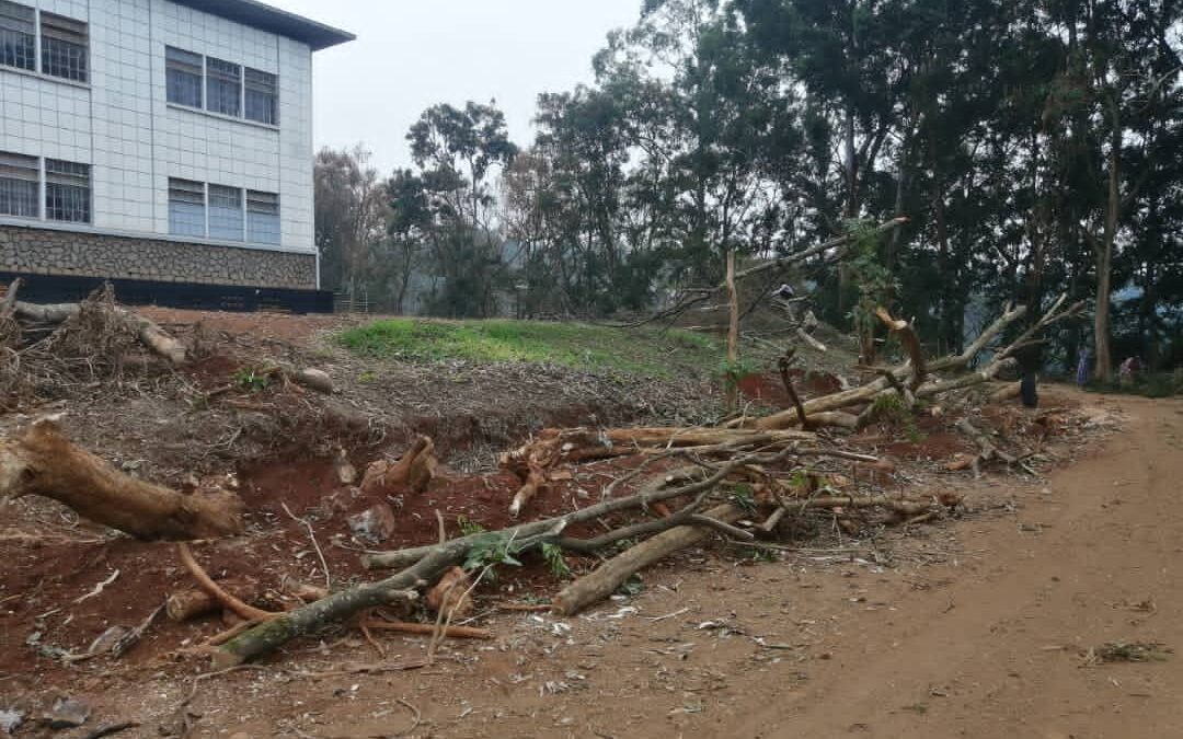 Ils ont abattu les arbres de mon école