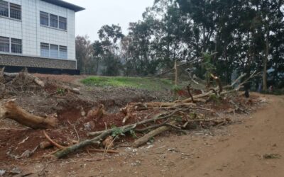 Ils ont abattu les arbres de mon école