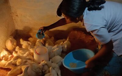 Après la mort des poussins, cinq enfants abandonnent les études