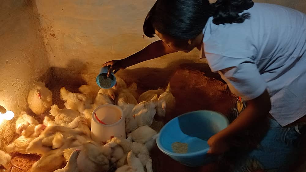 Après la mort des poussins, cinq enfants abandonnent les études