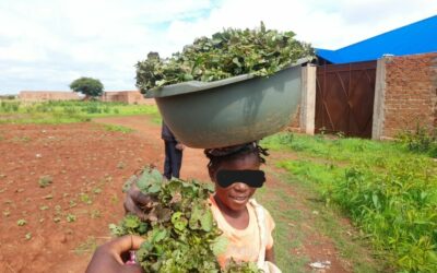 Kipushi : Alice vend des légumes pour nourrir sa grand-mère