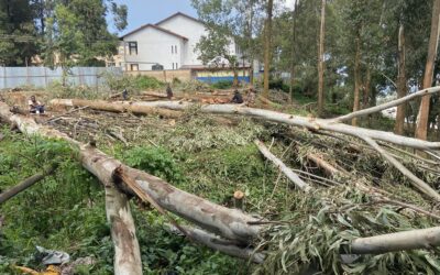 Des gens coupent des arbres pour fabriquer du charbon