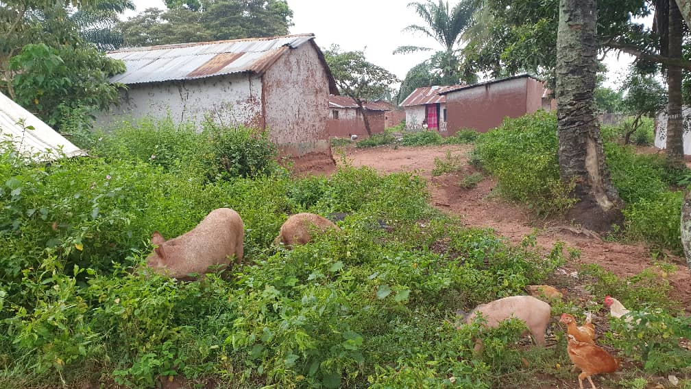 Kamonia : les conséquences néfastes de la divagation d’animaux