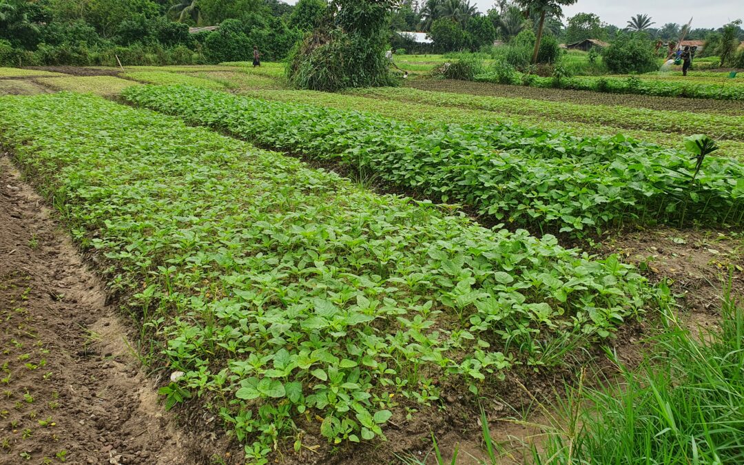 L’agriculture est une activité très rentable