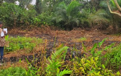 Muanda : les enfants participent à la dégradation de la biodiversité