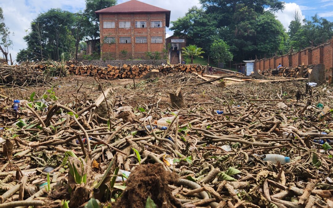 Les espaces verts en voie de disparition à Bukavu