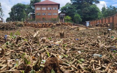 Les espaces verts en voie de disparition à Bukavu
