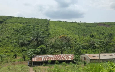 La journée mondiale de l’arbre, un cadeau pour notre planète